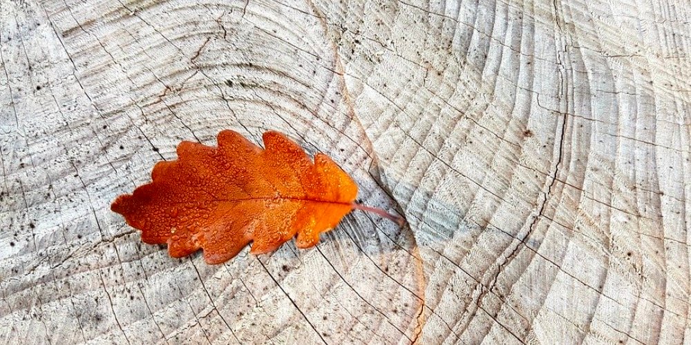 Autumn Yoga Tips for Every Yogi