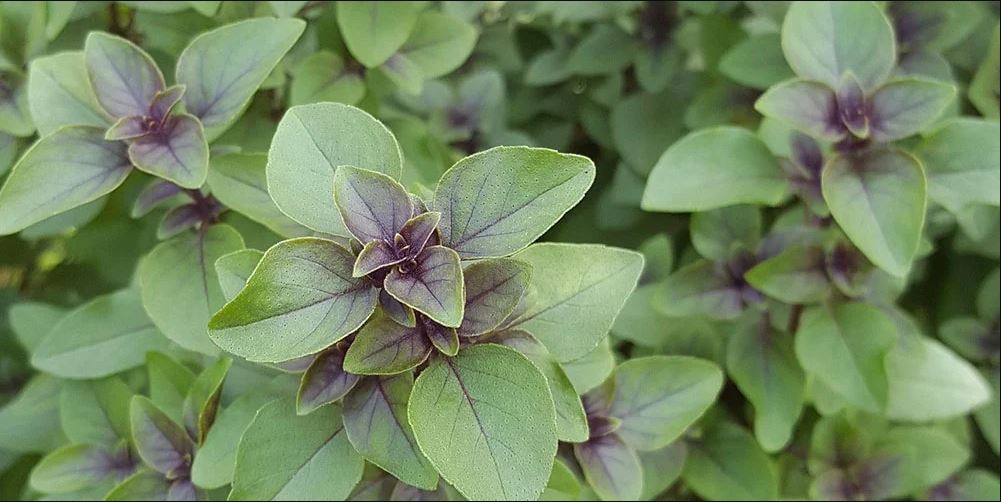 Ayurvedic Plants that You Can Grow at Home