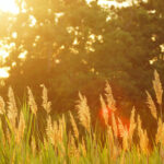 English Yoga & Healthy Lifestyle Events in Budapest, 22-28 July