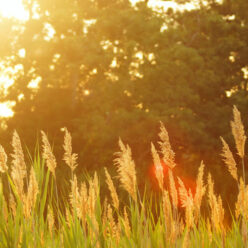 English Yoga & Healthy Lifestyle Events in Budapest, 22-28 July