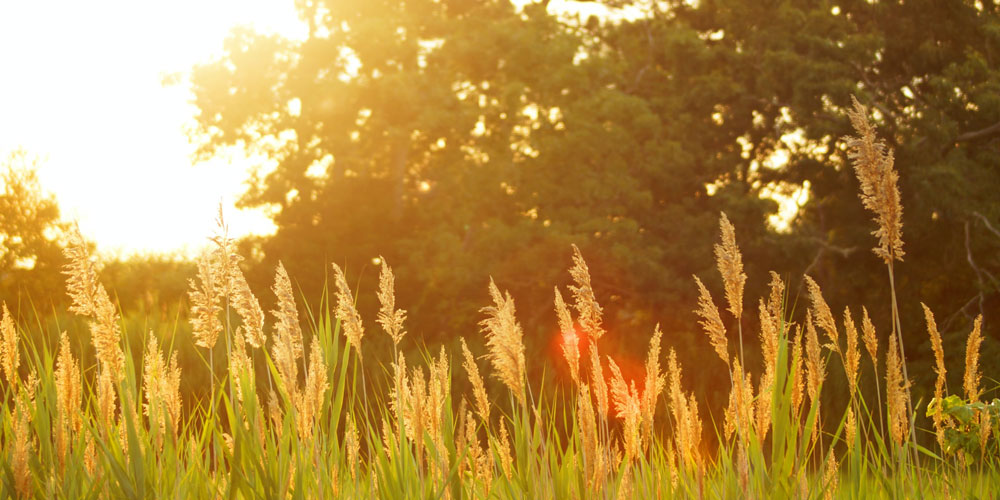 english yoga & healthy lifestyle events budapest