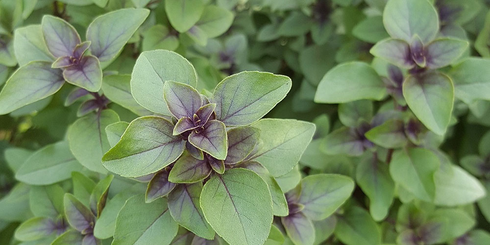 Ájurvédikus növények, amelyeket otthon is tarthatsz