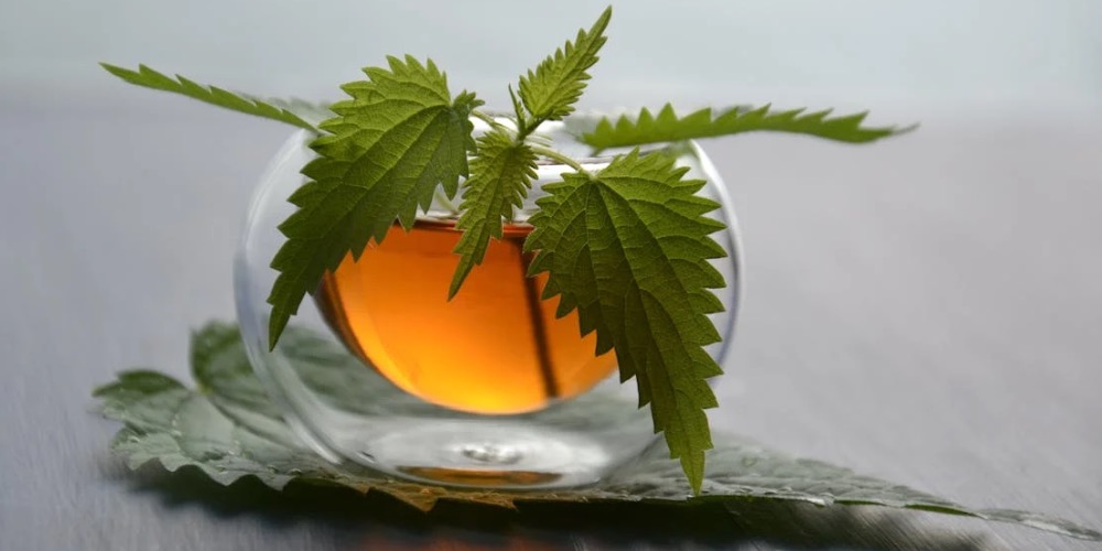 A csalán jótékony hatásai