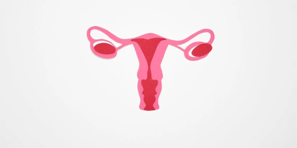 A méh egészségének megőrzése