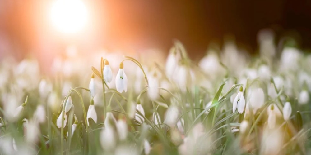 Tavaszi Ayurvédikus reggeli rituálé