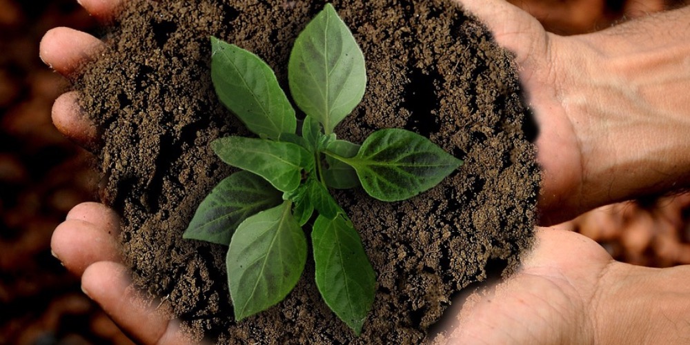 Az indiai konyha szent összetevői