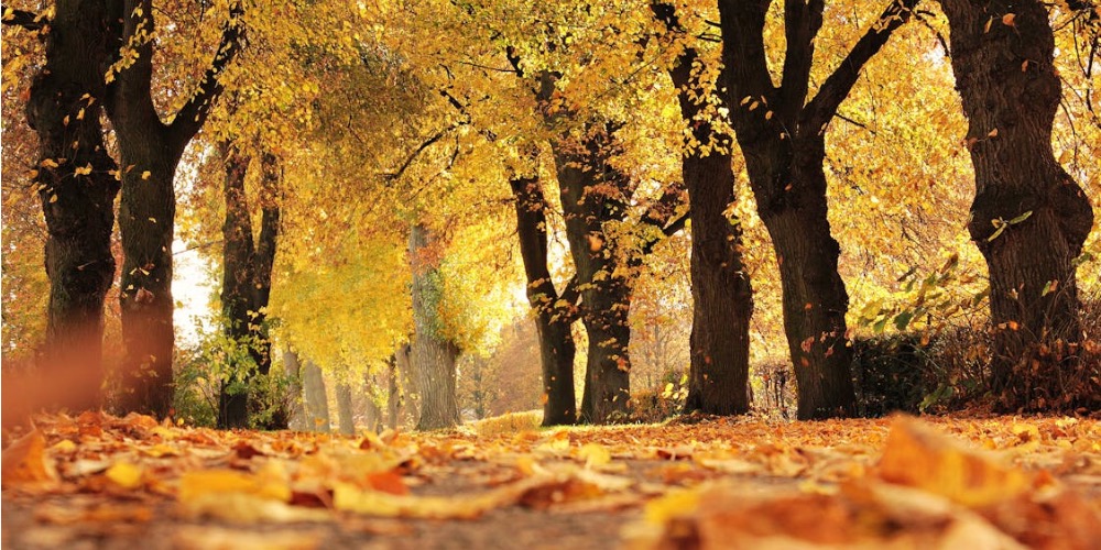 Őszi aromaterápiás tippek