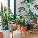 Beltéri kertészkedési tippek