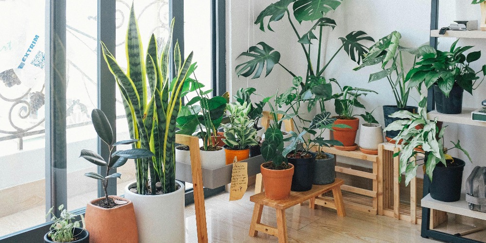 Beltéri kertészkedési tippek