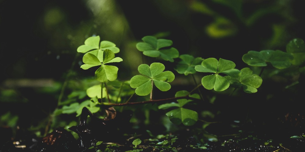 Szerencse bevonzása: 5 egyszerű gyakorlat a mindennapokra