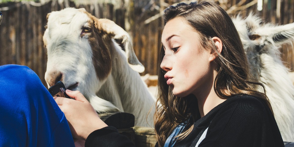 Kecske jóga: A kikapcsolódás és a szórakozás keveréke