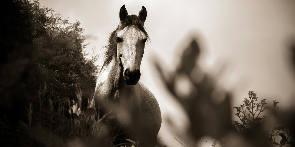Ló éve 2026 : Mire számíthatunk?