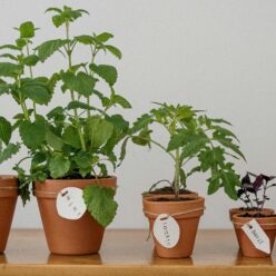 Beltéri fűszernövények termesztése: Teljes útmutató