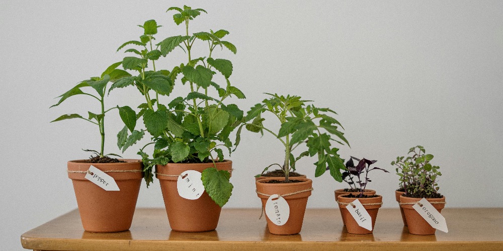 Beltéri fűszernövények termesztése: Teljes útmutató