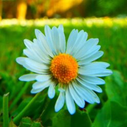 Gyógynövényes tasakok otthoni elkészítése