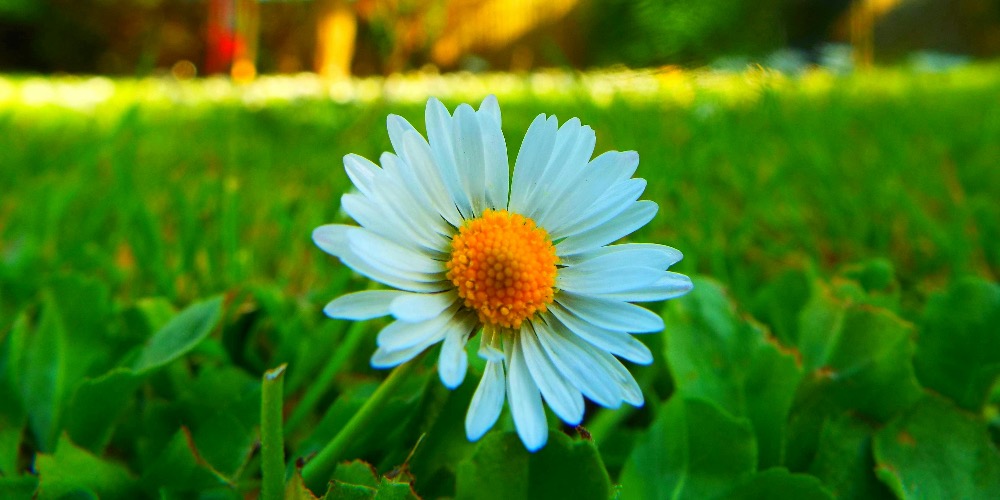 Gyógynövényes tasakok otthoni elkészítése