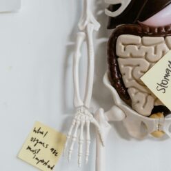 Bélrendszer helyreállítás – hogyan javítsd az emésztésed?