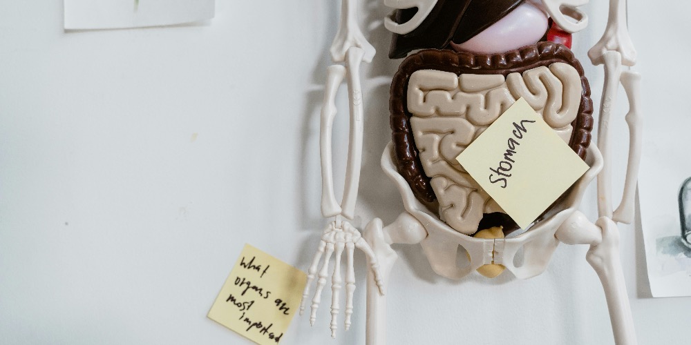 Bélrendszer helyreállítás – hogyan javítsd az emésztésed?